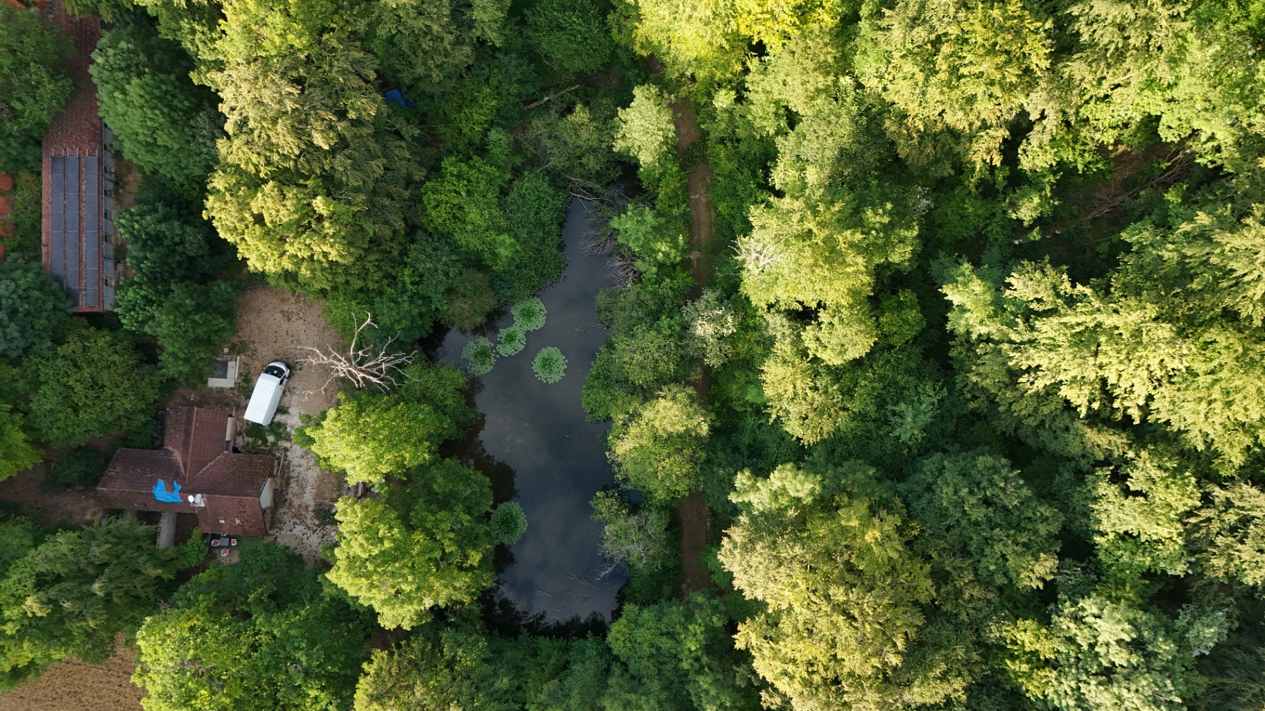 Forêt de pins baignée de lumière au Malekula