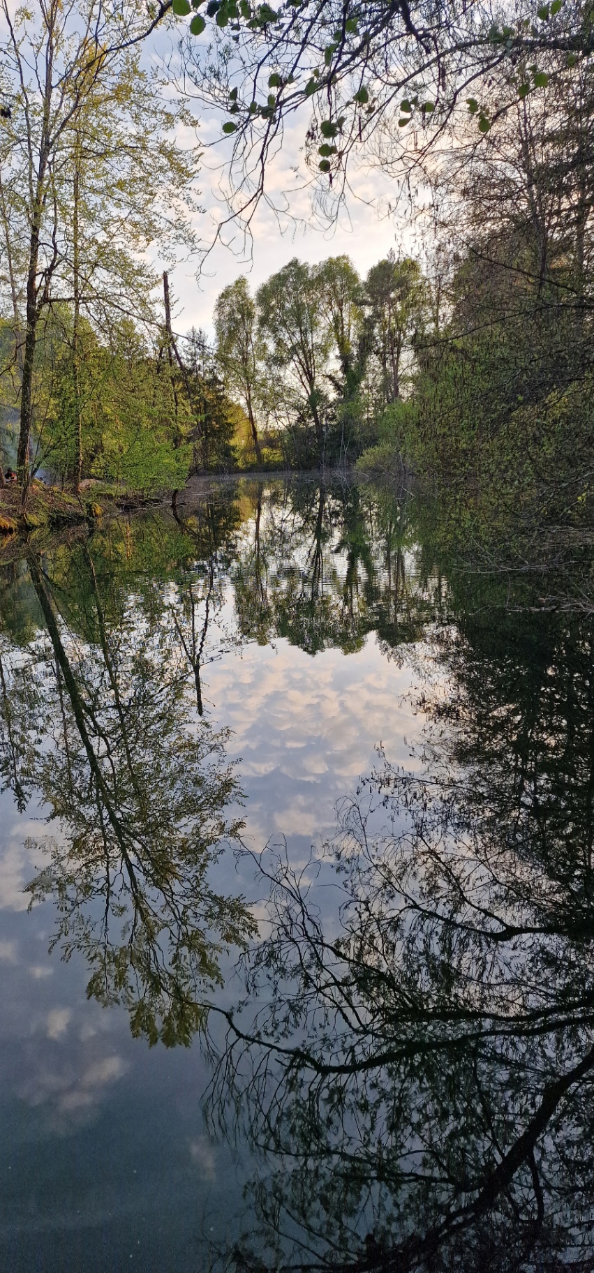 Feuillage vert
