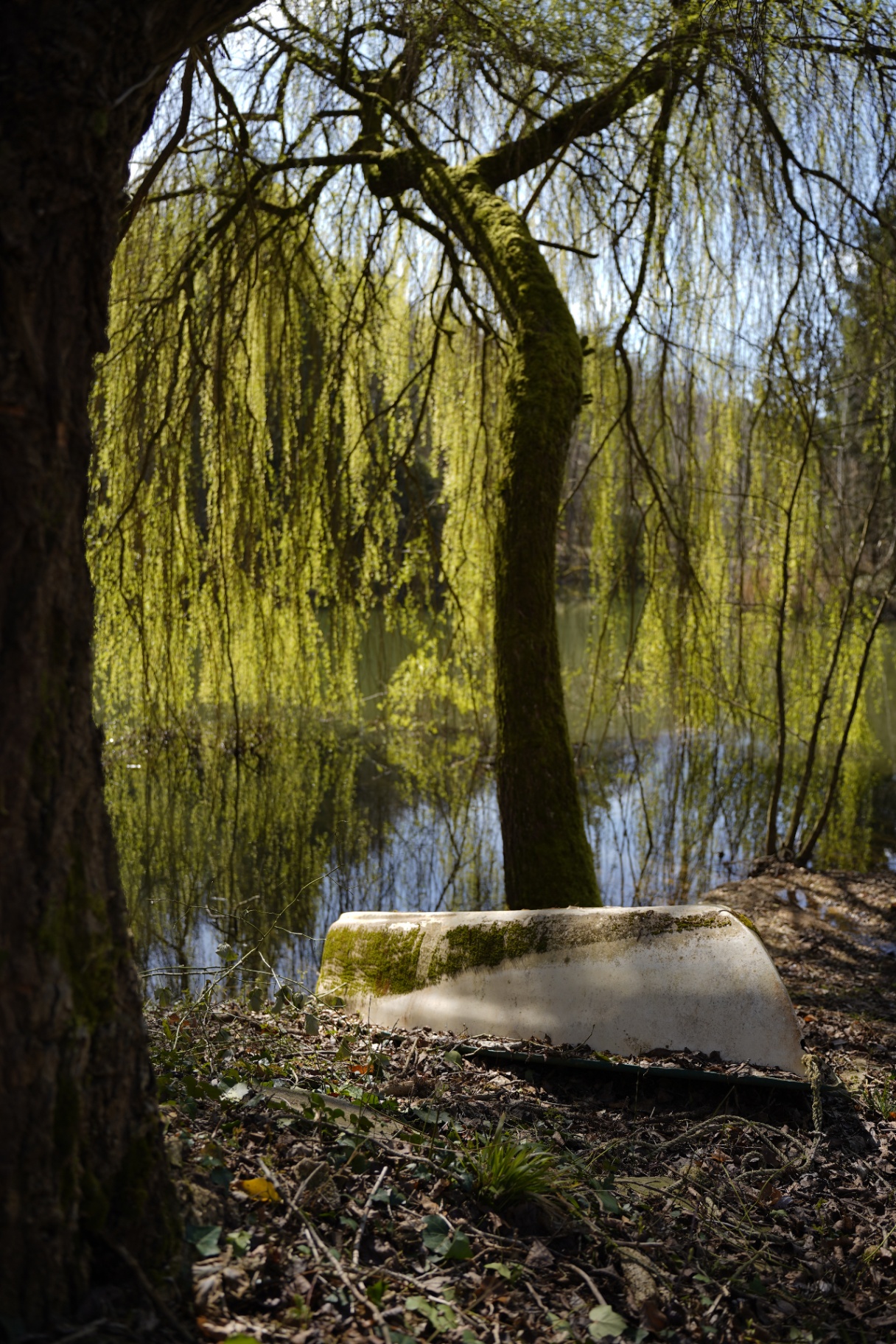 Bassin naturel entouré de verdure